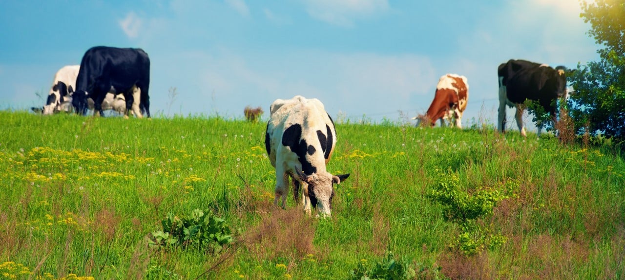 reclamar cártel de leche en Galicia